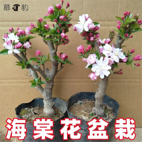 海棠花盆栽地栽好养易活阳台年宵