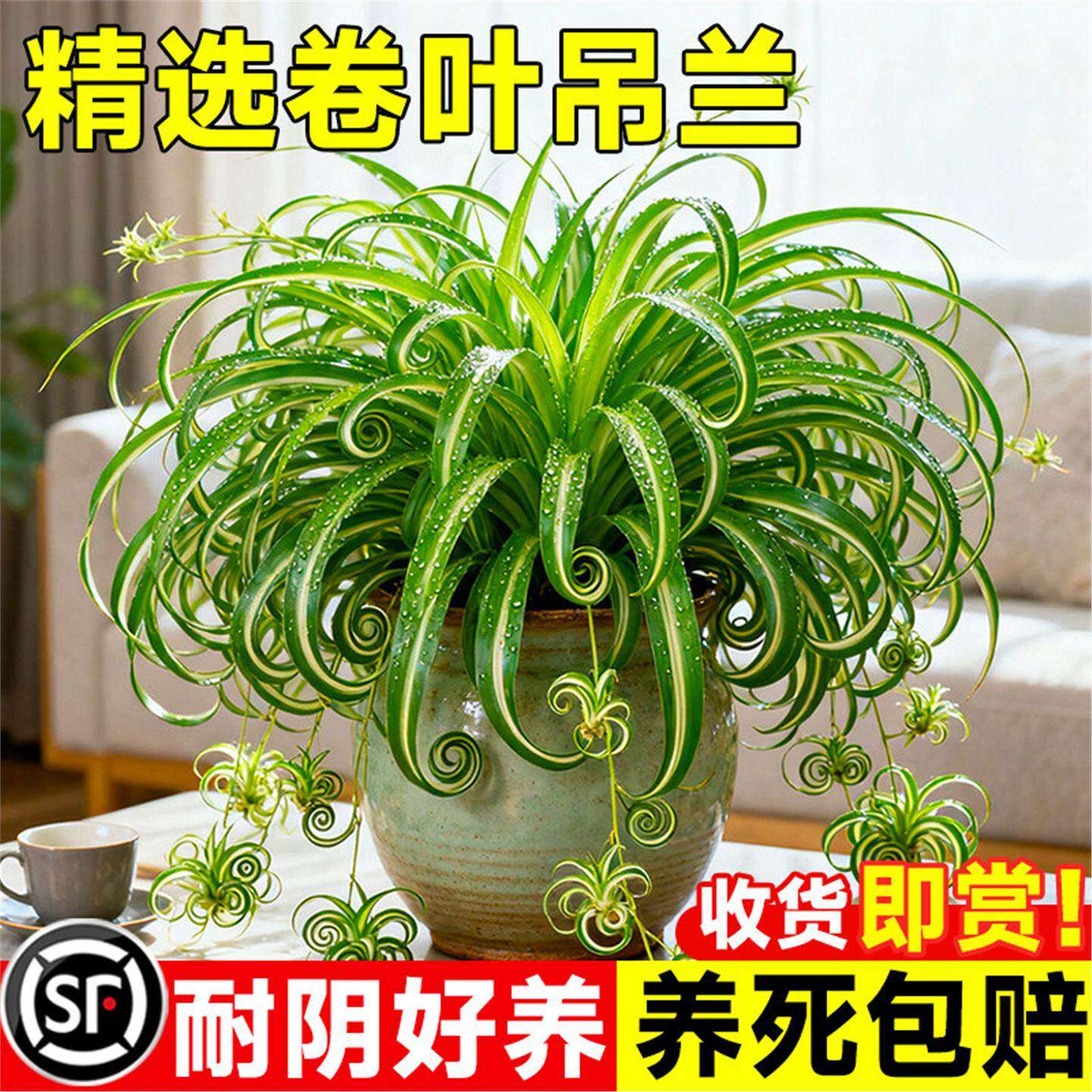 金心卷叶吊兰盆栽法国女郎办公室桌面小盆栽室内垂吊绿植金边吊兰
