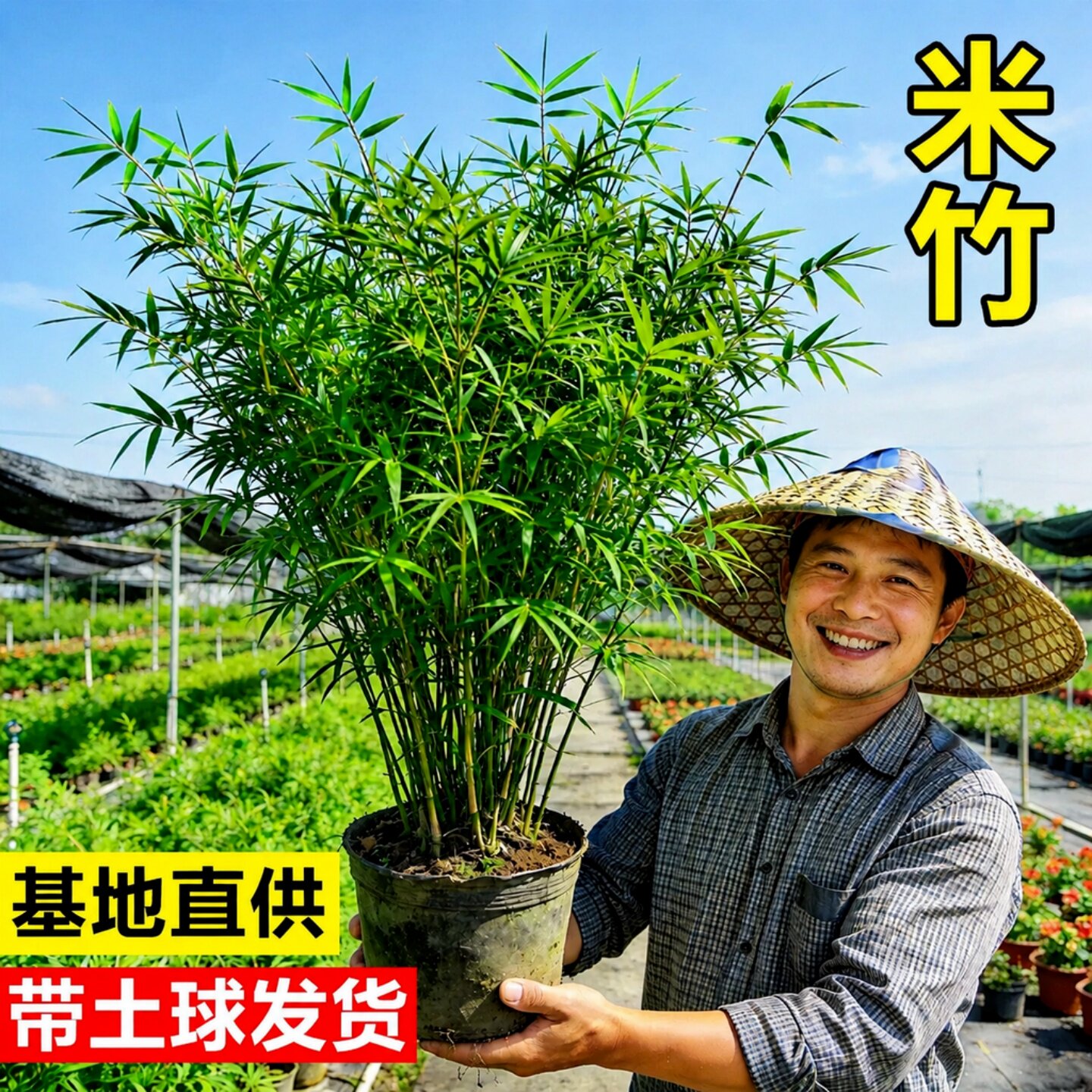 米竹盆栽丛生凤尾竹观音竹室内桌面水培绿植物阳台竹子盆景慈孝竹