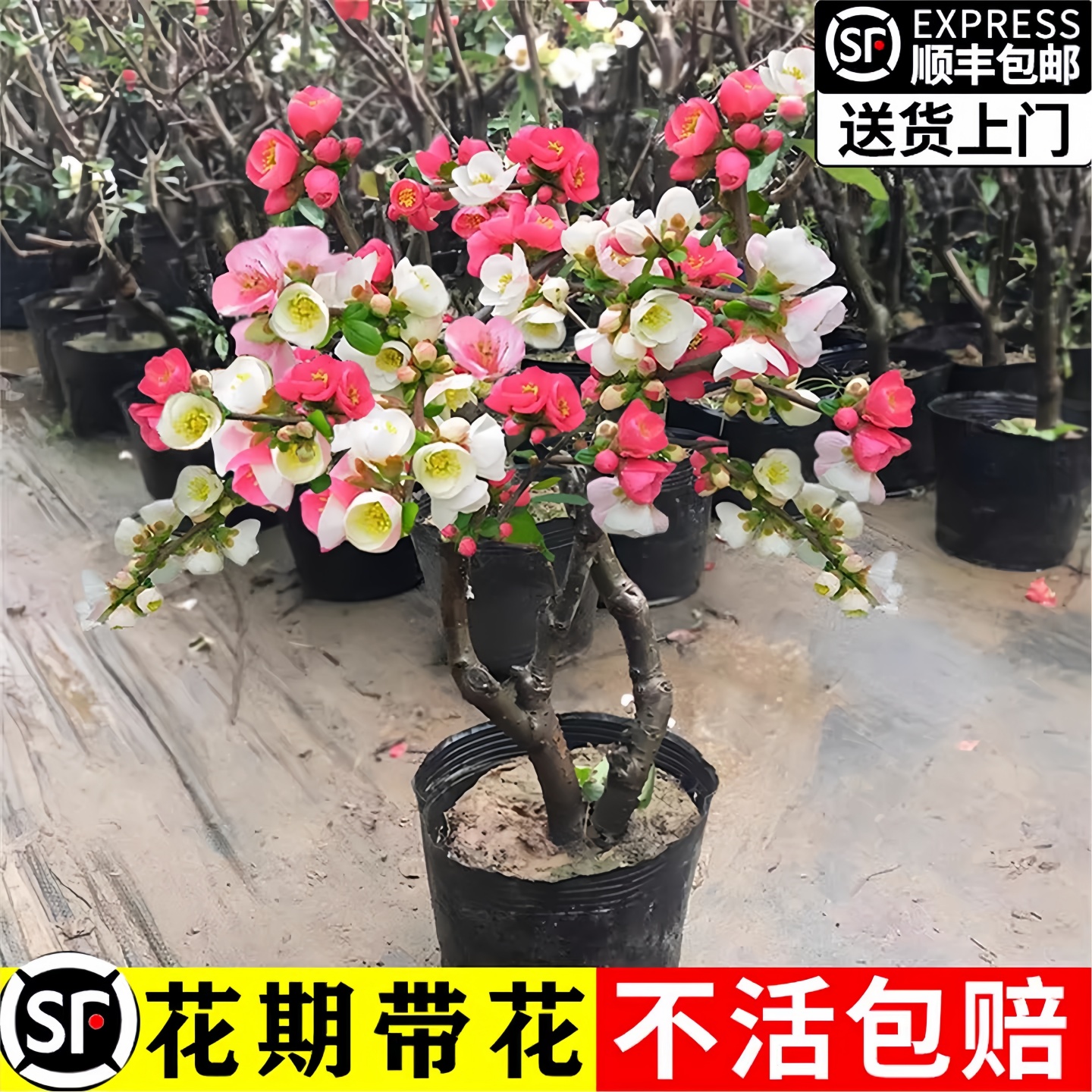 海棠花盆栽四季垂丝树苗庭院地栽