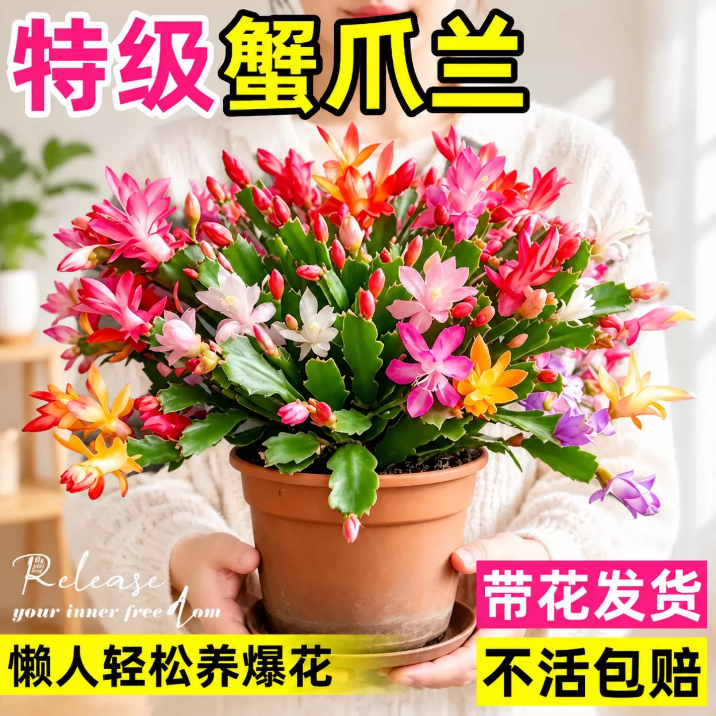 多色蟹爪兰盆栽 带花苞重瓣型 四季开花绿植 室内易养护 冬季观赏