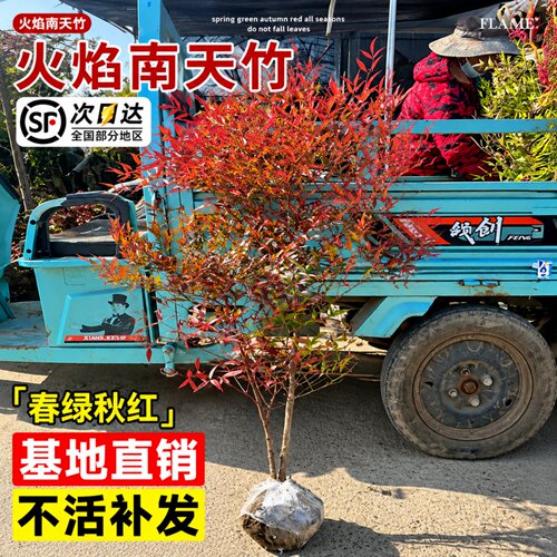 火焰南天竹盆景红叶耐寒落地