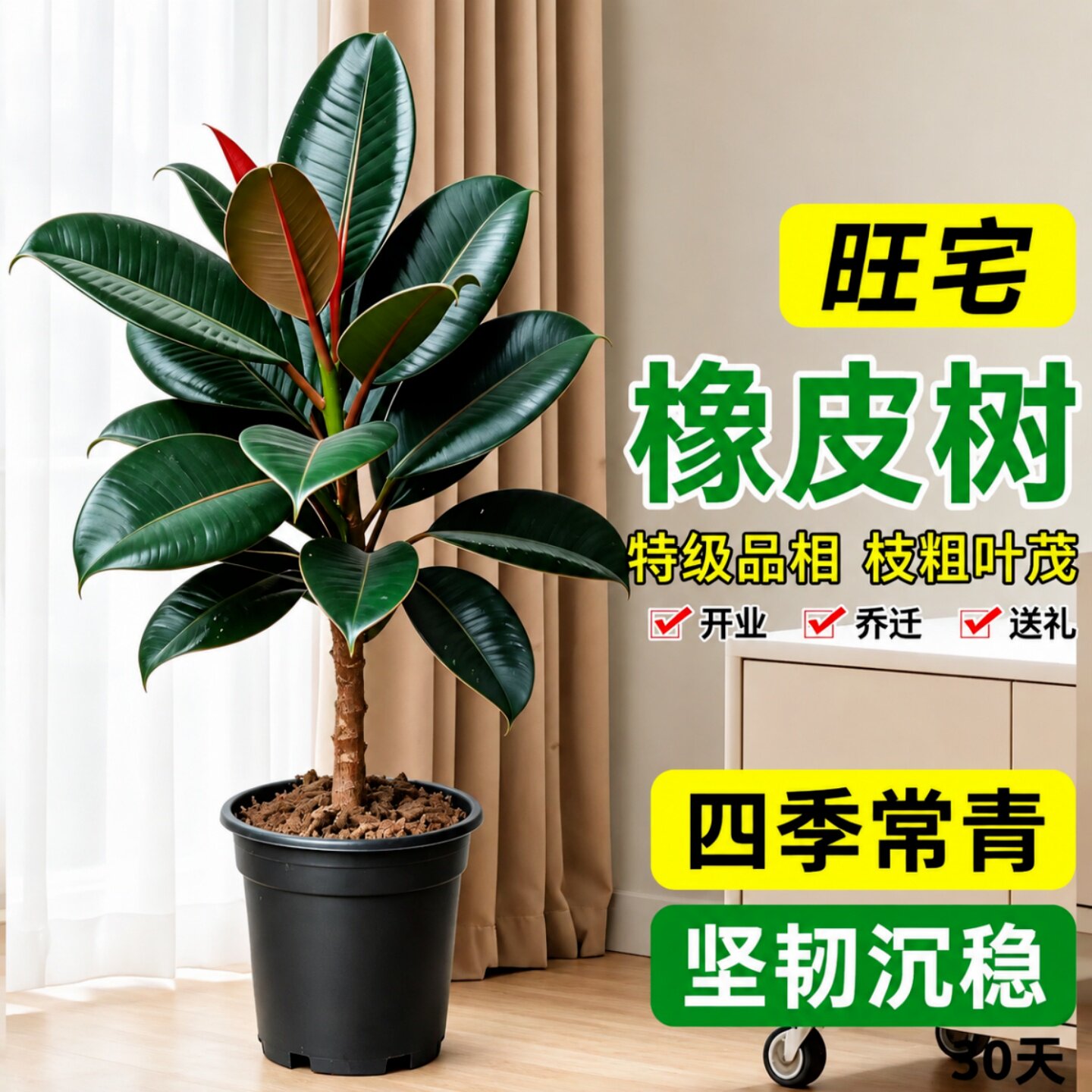 黑金刚橡皮树客厅大盆栽办公室落地高级感真绿植室内大叶植物盆景