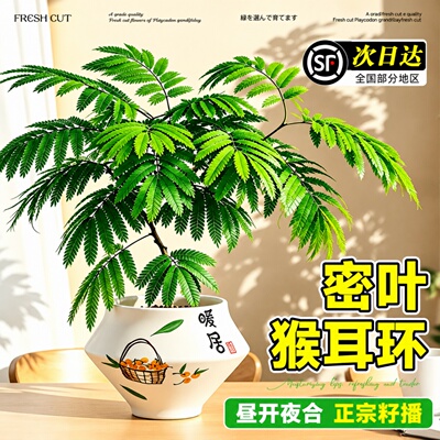 日本进口密叶猴耳环室内好养盆栽