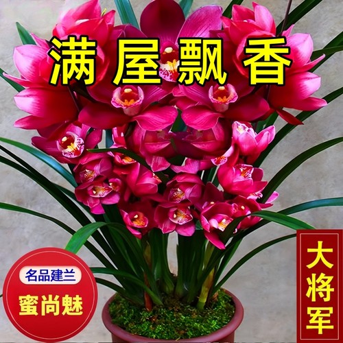 名贵兰花苗浓香型【大将军