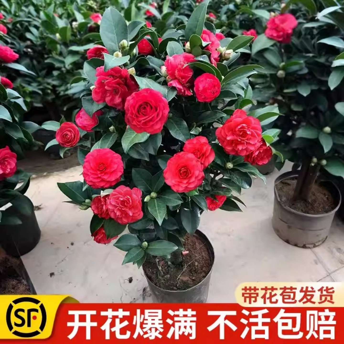 香妃茶花树苗山茶花盆栽带花苞室内好养耐寒花卉阳台庭院四季绿植,鲜花速递/花卉仿真/绿植园艺,时令草本花卉,淘宝优惠券,粉丝福利购,淘宝优惠卷