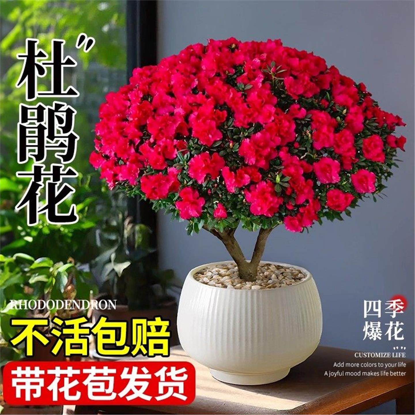 精品杜鹃花室内盆栽四季盆景树苗带花苞老桩进口西洋名贵大棵花卉,鲜花速递/花卉仿真/绿植园艺,造型盆景,淘宝优惠券,粉丝福利购,淘宝优惠卷