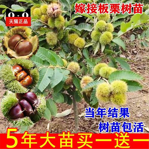 板栗苗树嫁接地栽南方北种