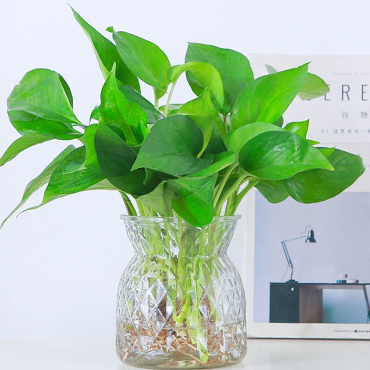 水培绿萝盆栽卧室吸甲醛绿植好养新房净化空气垂吊四季常青室内