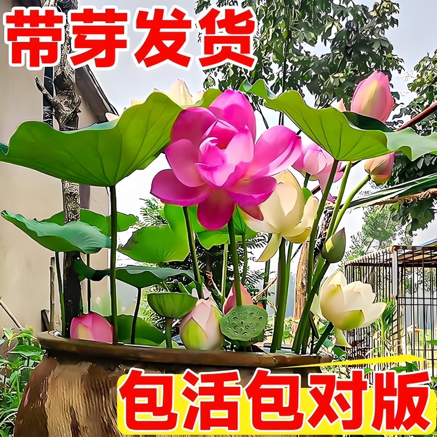 观赏藕种盆栽水养食用荷花莲花