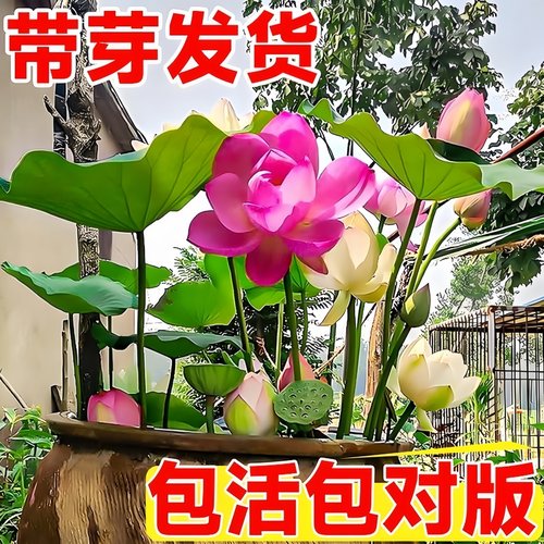 观赏藕种盆栽水养食用荷花莲花