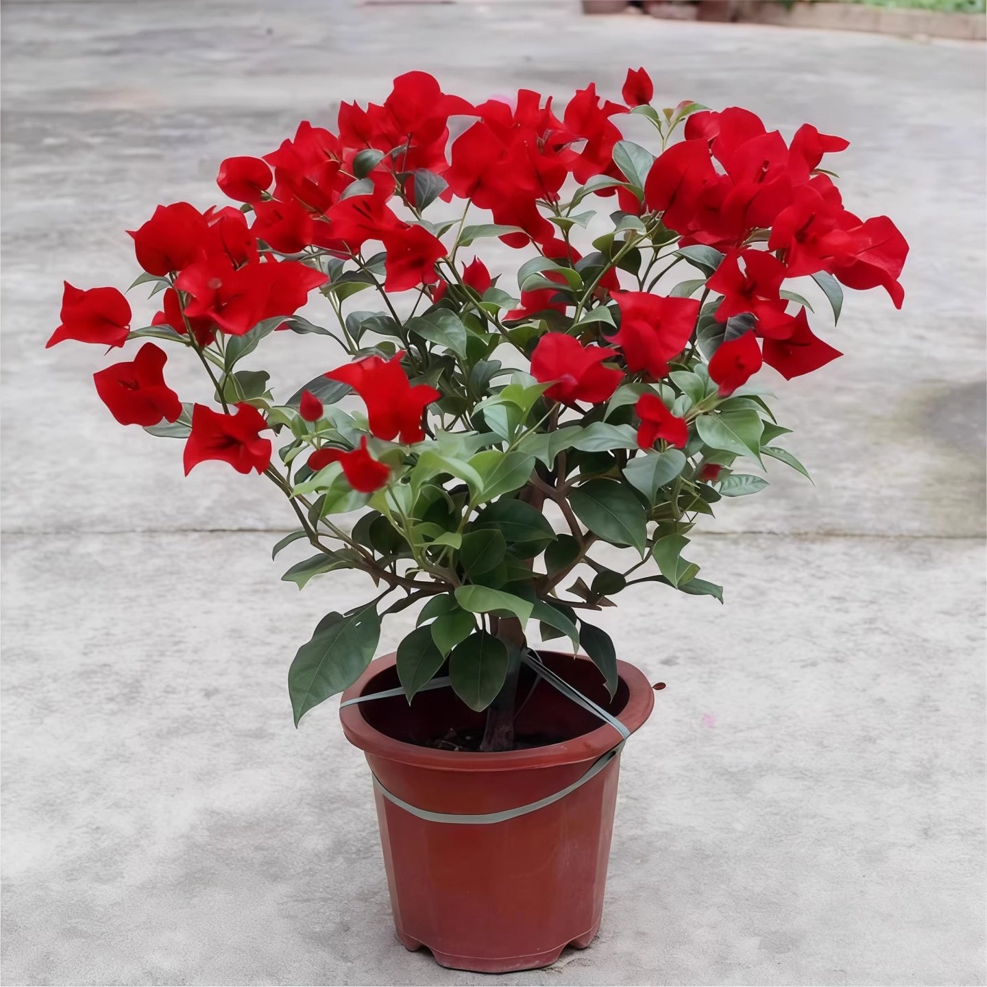 混色三角梅四季开花卉不断盆栽大苗带花爬藤植物室内阳台庭院树苗,鲜花速递/花卉仿真/绿植园艺,时令草本花卉,淘宝优惠券,粉丝福利购,淘宝优惠卷