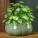 铜钱草水培植物鱼缸大叶水栽水养绿植带盆土培水草客厅室内外花卉