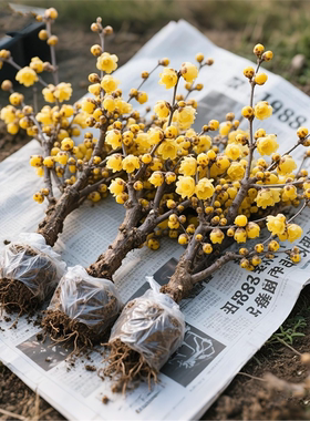 腊梅花树苗盆栽丛生地栽庭院风景树红梅矮化老桩原生素心蜡梅好养