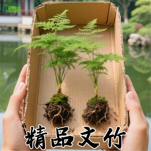 文竹盆栽植物室内客厅中式禅意