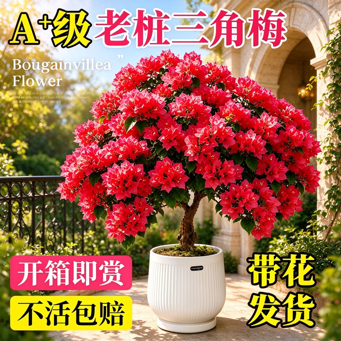重瓣三角梅老桩盆栽四季开花阳台植物大盆中国红绿樱好养绿植盆景