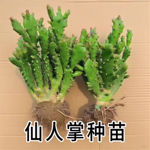 千手观音仙人掌千佛手开花老桩树型盆栽夏季大型绿植室内外耐旱