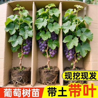 巨峰葡萄树苖阳光玫瑰果树果苗