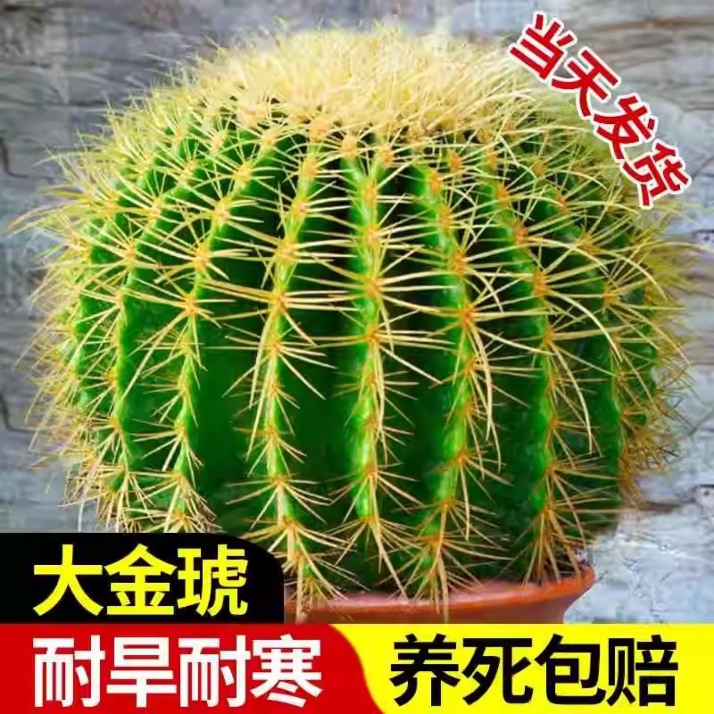 金虎仙人球类金琥办公室内盆栽