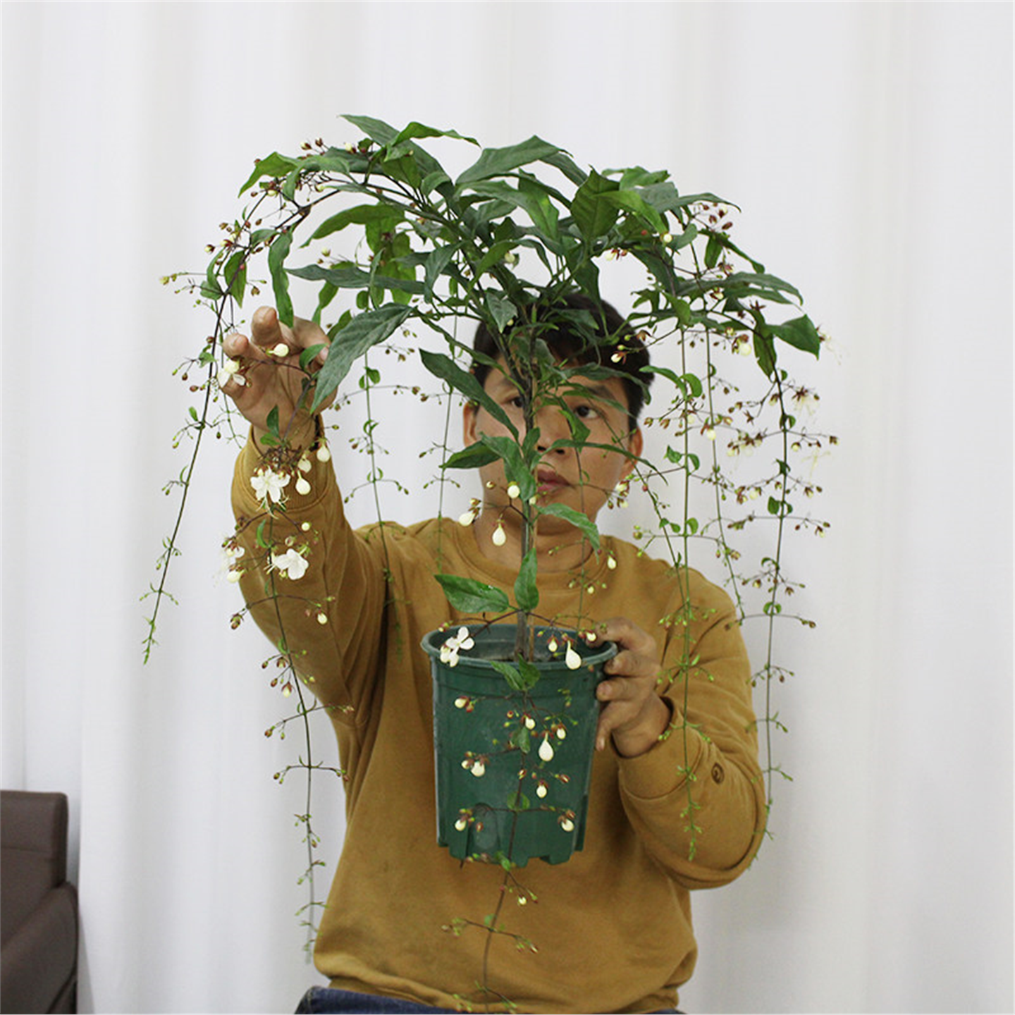 泰国垂丝茉莉 室内开花10度以上种植 散光植物仙气飘飘白玉蝴蝶
