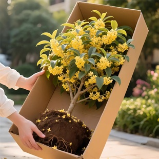 金桂花树苗桂花苗盆栽四季桂室内外浓香型阳台花卉绿植庭院好养活