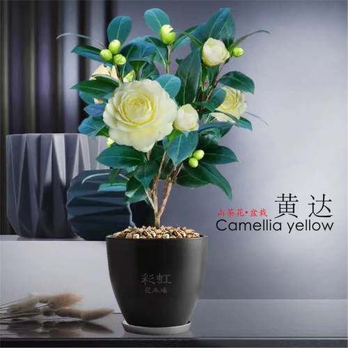 山茶花树苗盆栽四季卉五色
