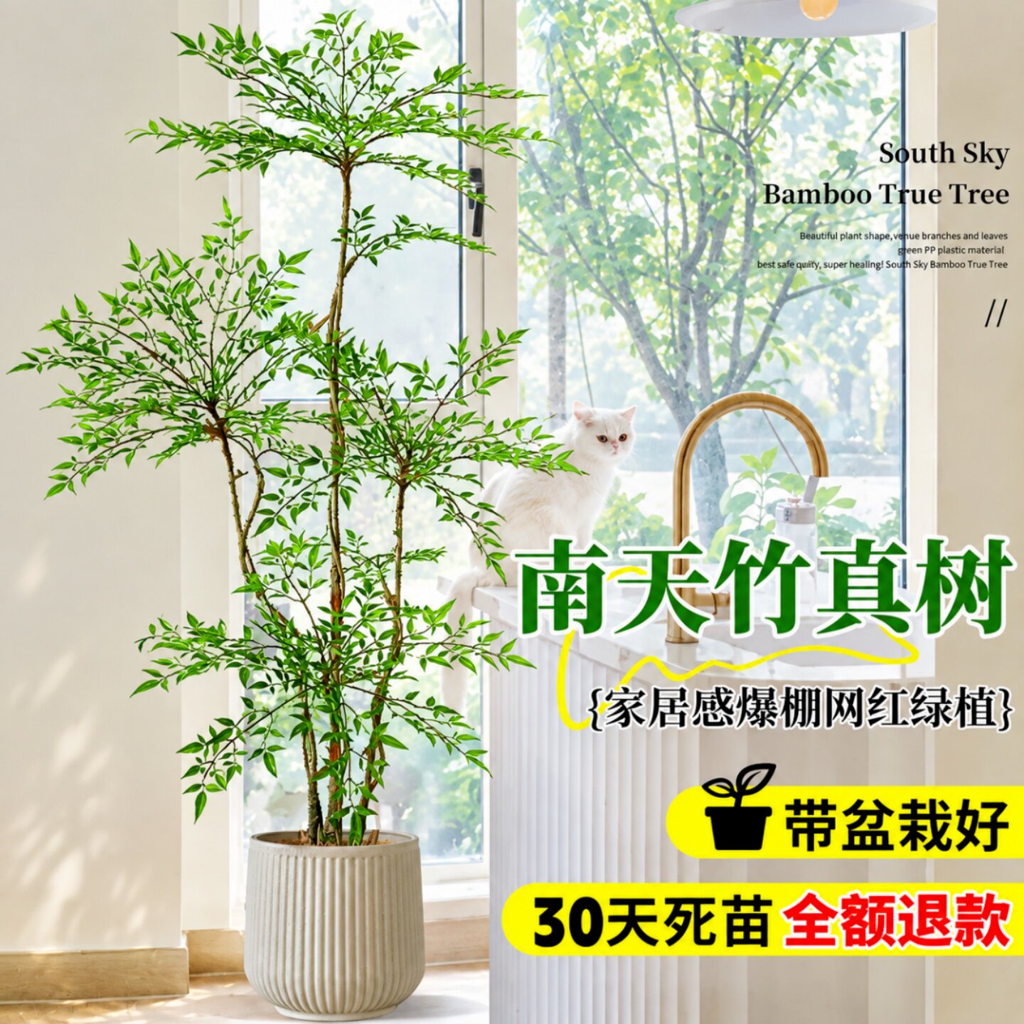 南天竹真树盆栽大型绿植室内客厅树苗办公室老桩落地造景基地直发