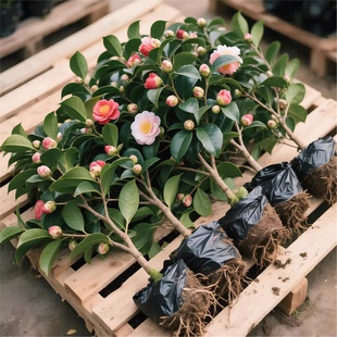 茶花盆栽香妃山茶花树苗开花卉带花苞五色赤丹室内阳台绿植物花卉