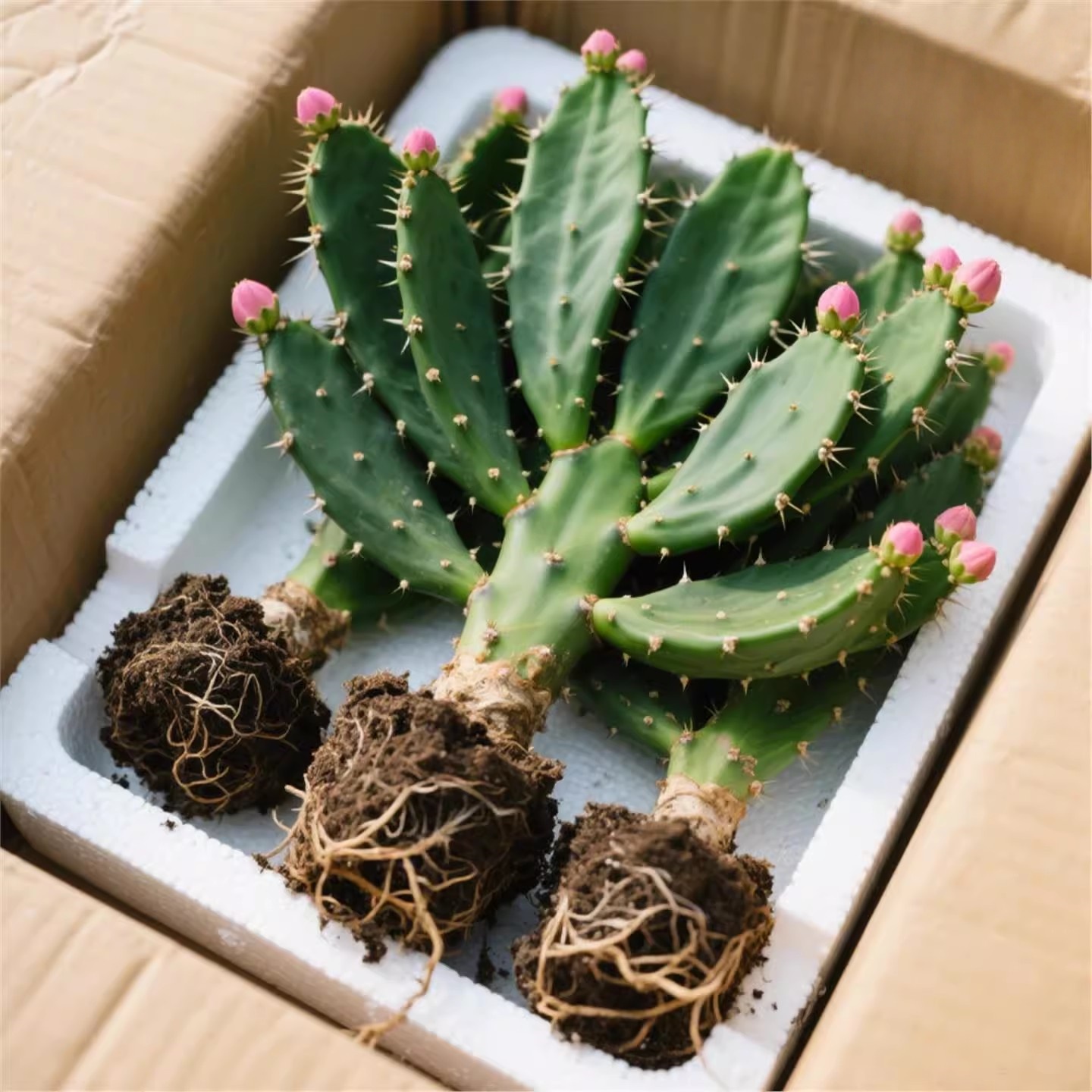 仙人掌千手观音盆栽植物桌面懒人