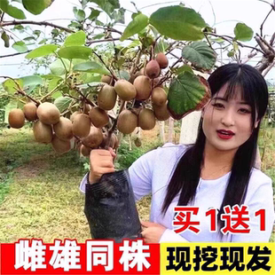 红心猕猴桃树果苗黄心嫁接盆栽地栽爬藤公母同株当年结果树苗种植