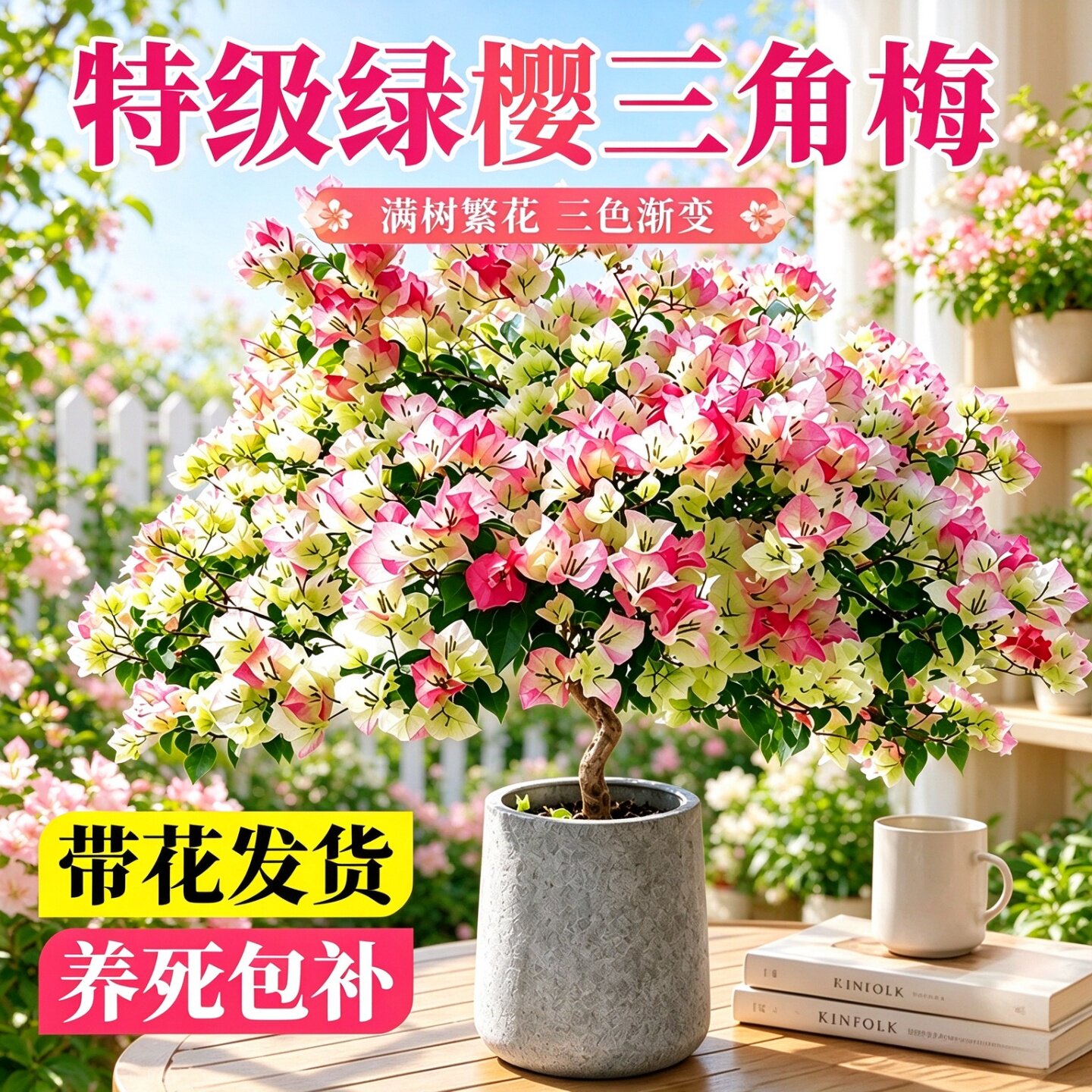 绿樱三角梅盆栽重瓣爬藤大苗木质化老桩四季勤花阳台庭院绿植花卉
