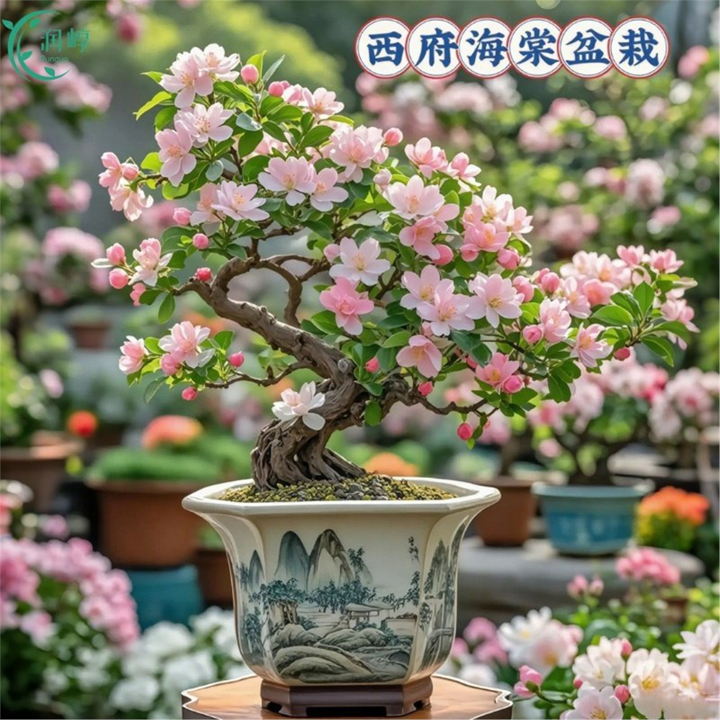西府海棠花树苗老桩盆景耐图片