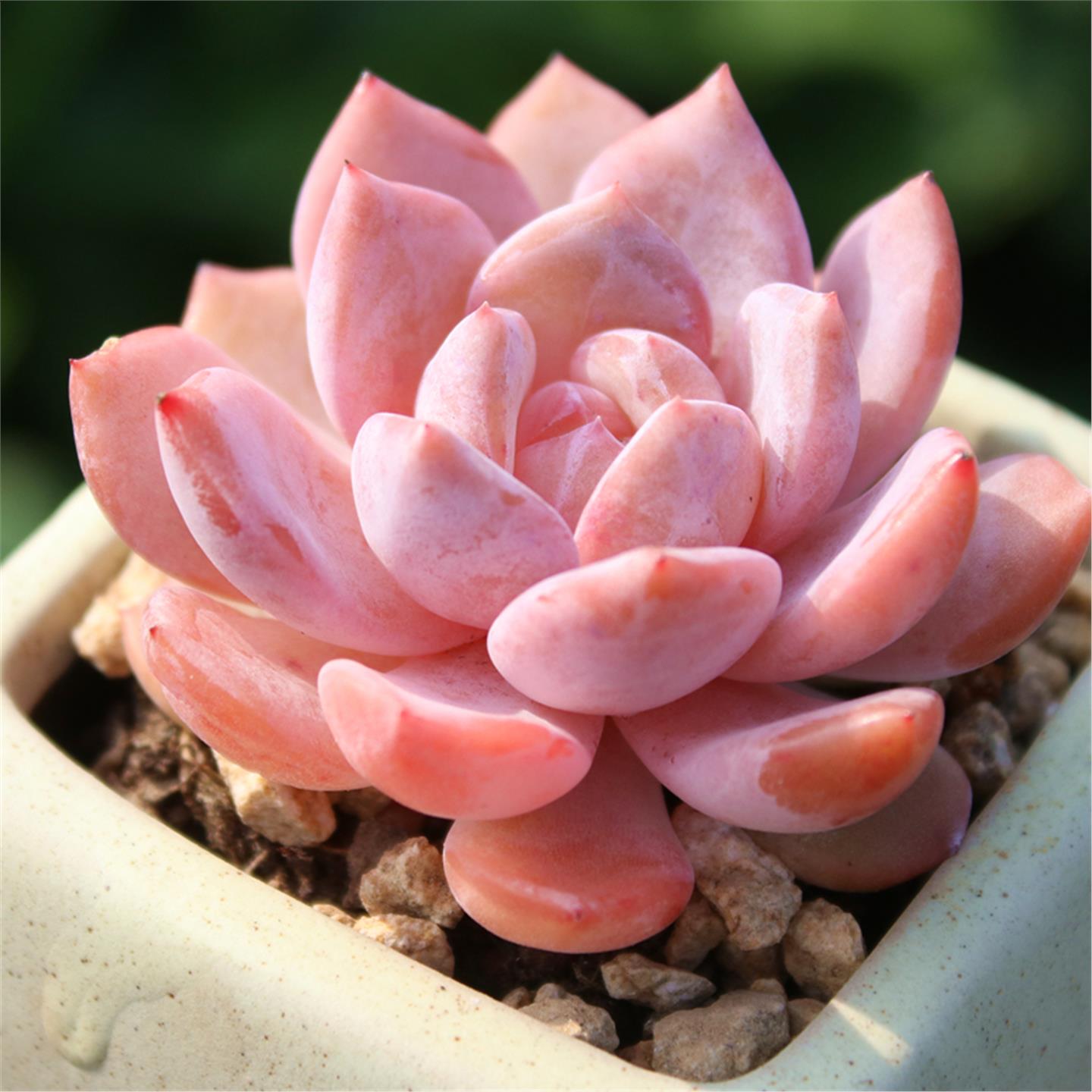 橙梦露多肉植物单头果冻色多肉