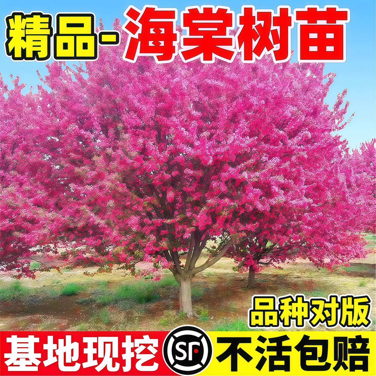 海棠树苗高杆垂丝西府花庭