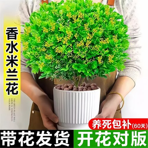 香水米兰花盆栽带花苞老桩浓香