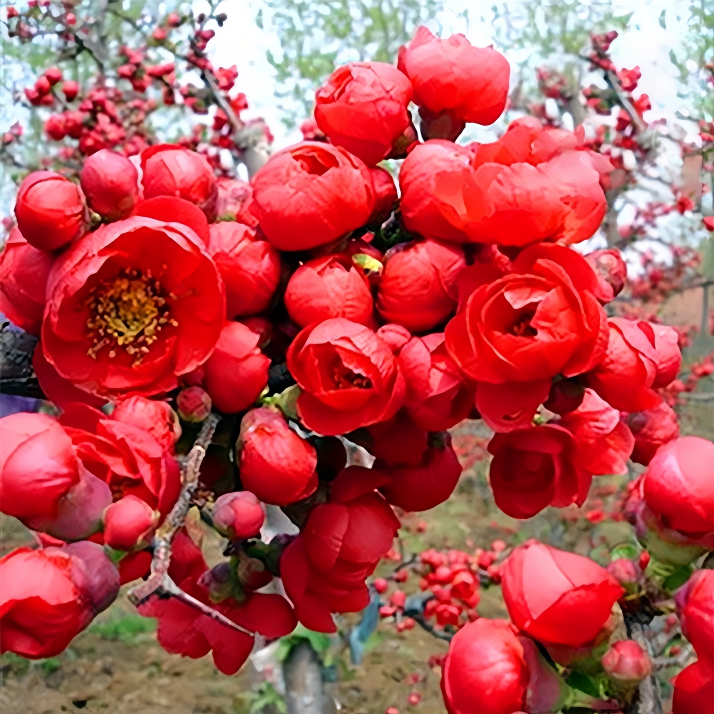 长寿乐海棠花盆栽四季树苗花卉