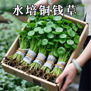 铜钱草水培水养阳台桌面室内庭院花卉长青绿植招财好养大叶金钱草