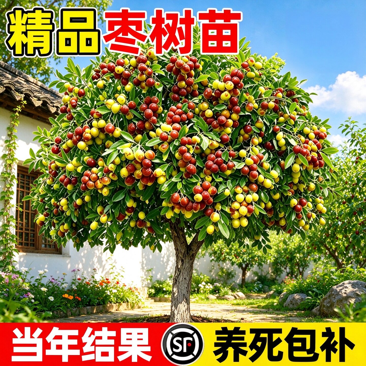 优质冬枣树苗嫁接带土球活苗南北方庭院地栽当年结果清甜脆品种果