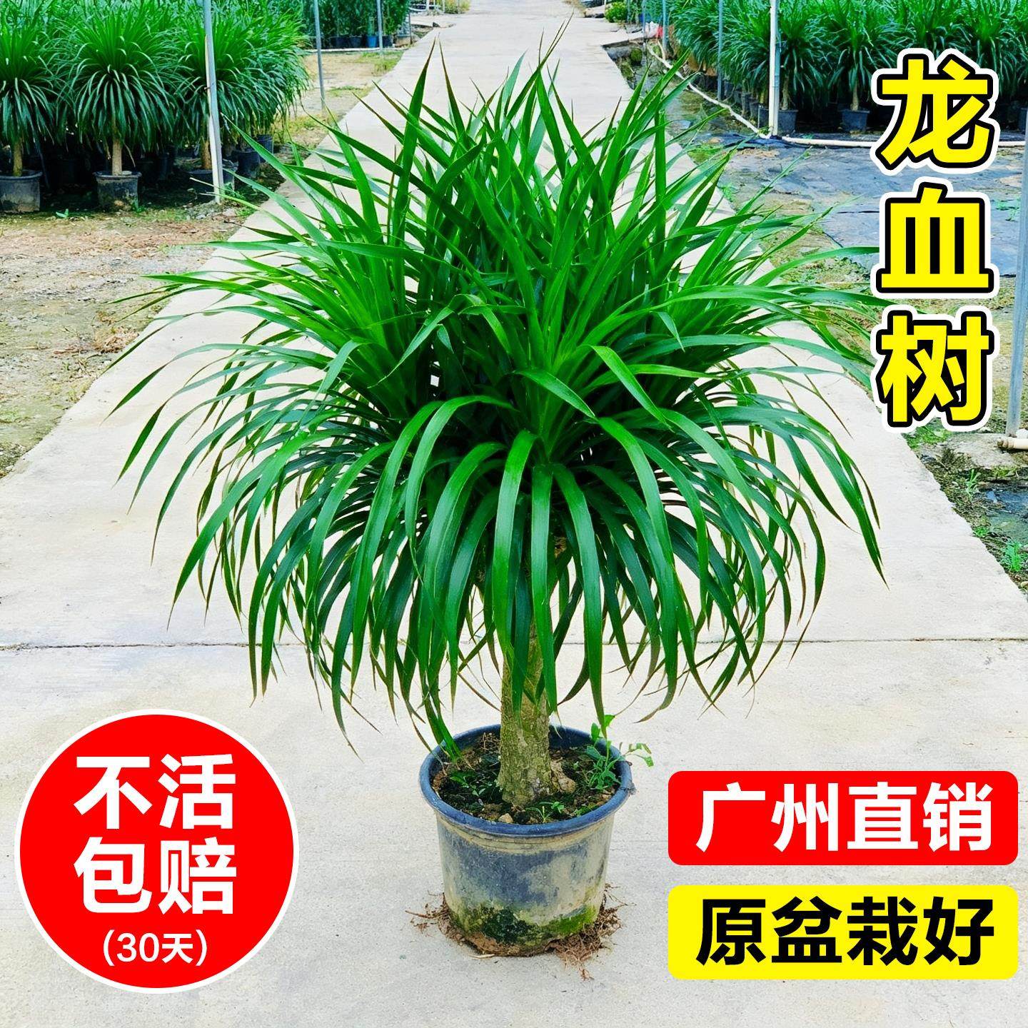 龙须树树苗多头龙血树客厅绿植