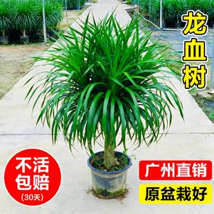 龙须树树苗多头龙血树客厅绿植室内大型盆栽办公室乔迁招财树植物