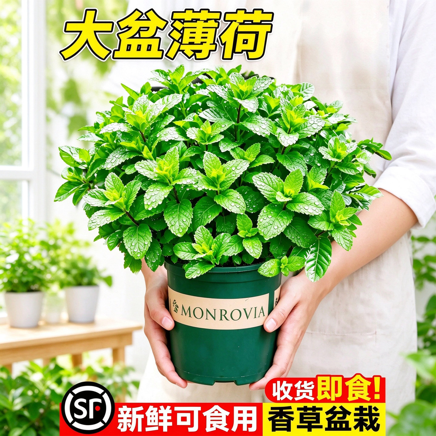 可食用留兰香薄荷盆栽水培大盆绿植室内懒人易养办公室桌面种植