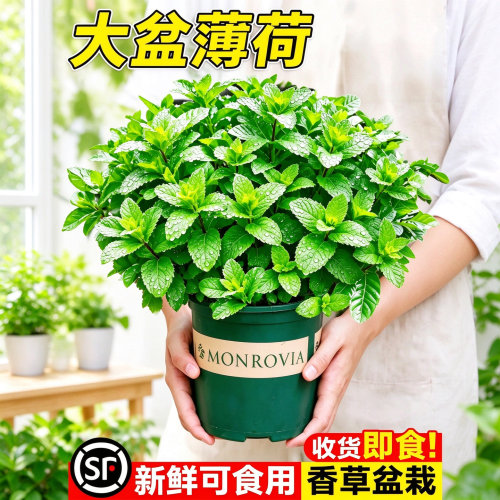 留兰香薄荷水培大盆室内易养防蚊