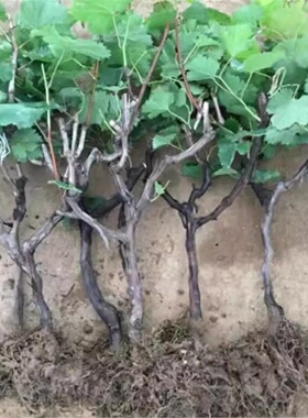 爬藤王葡萄树苗长藤大粒无核葡萄树滕王葡萄树庭院果树苗当年结果