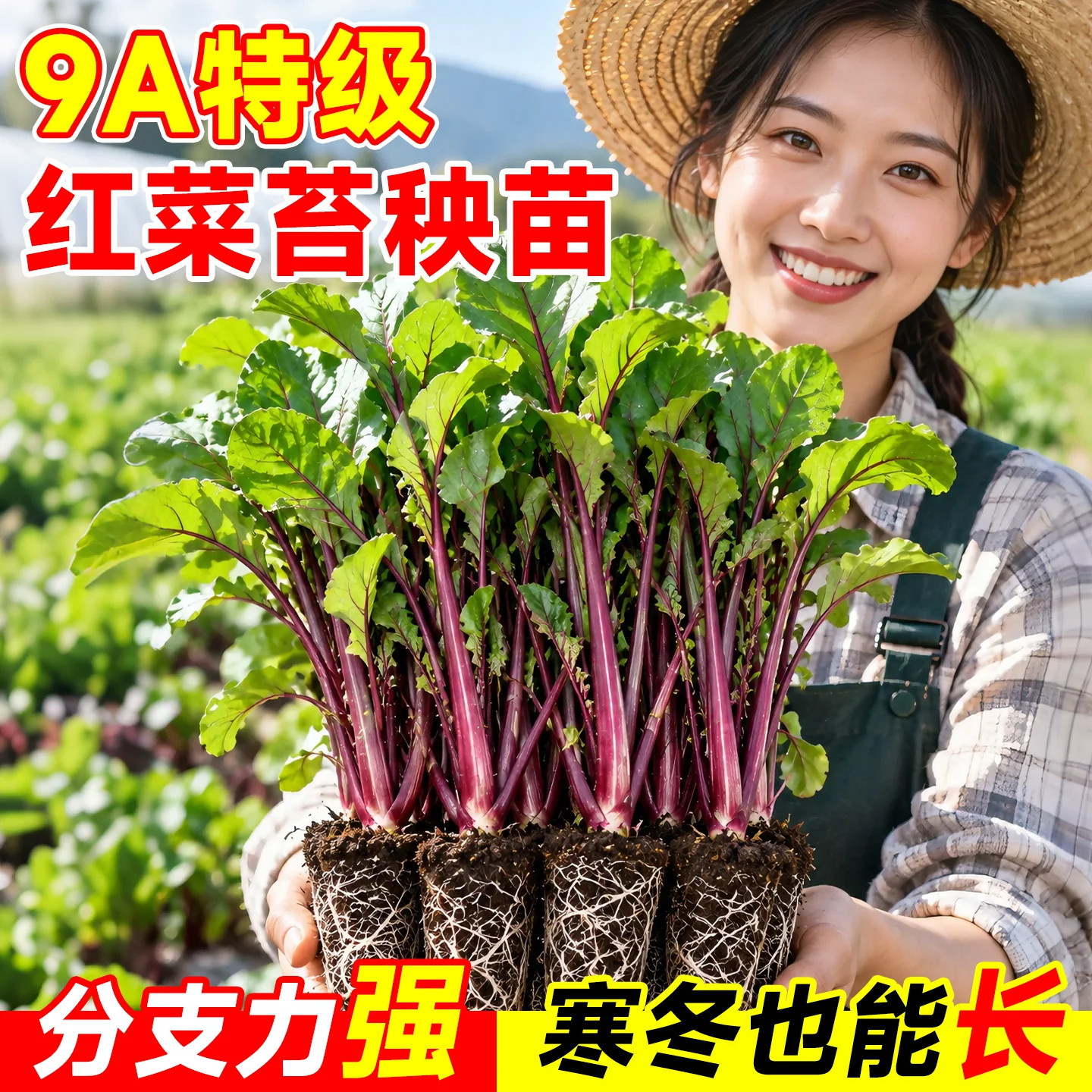 湖北洪山红菜苔苗带土四季耐寒早熟红菜心阳台盆栽庭院种植