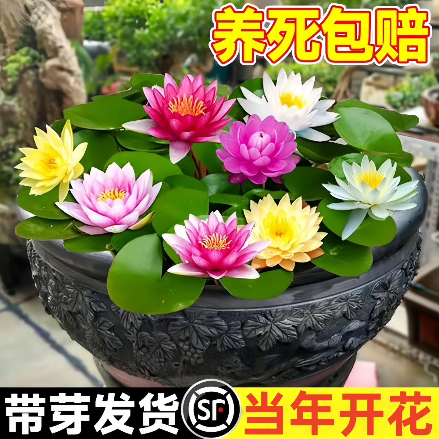 水培睡莲植物带花苞池塘荷花藕