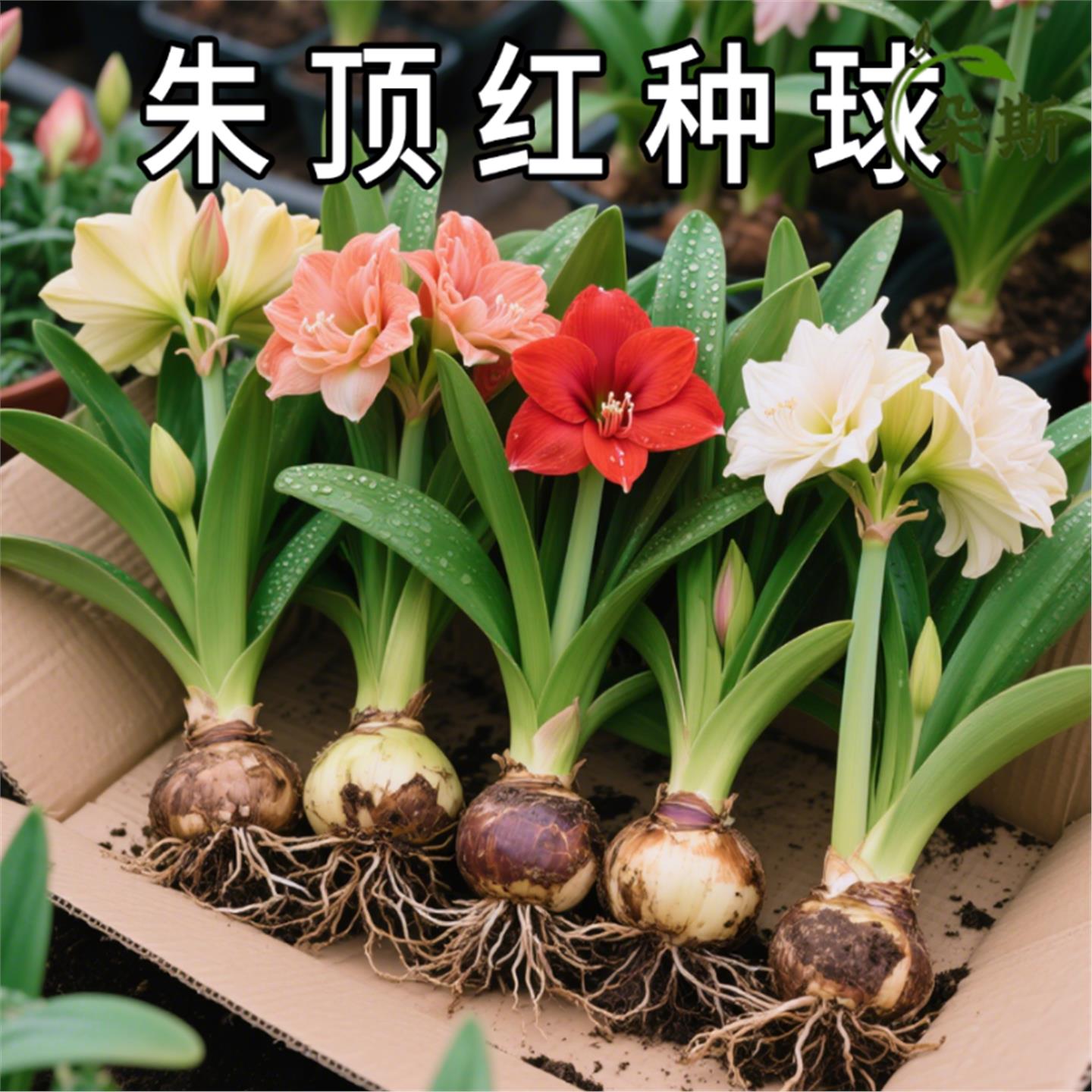 朱顶红重瓣鬼魅花孔雀阿佛