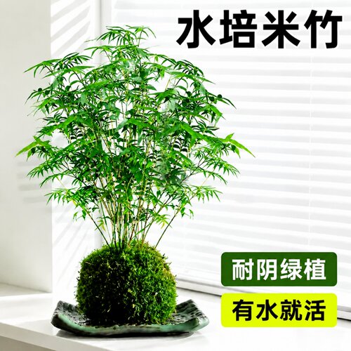 室内微景观水培苔藓球盆景