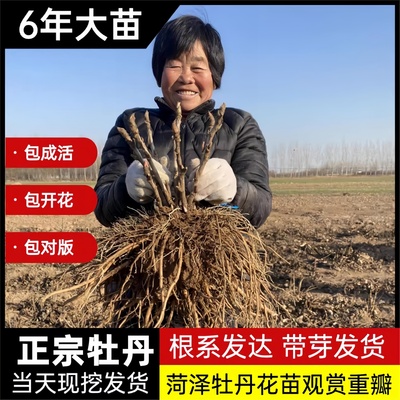 菏泽牡丹花苗大苗老桩观赏重瓣