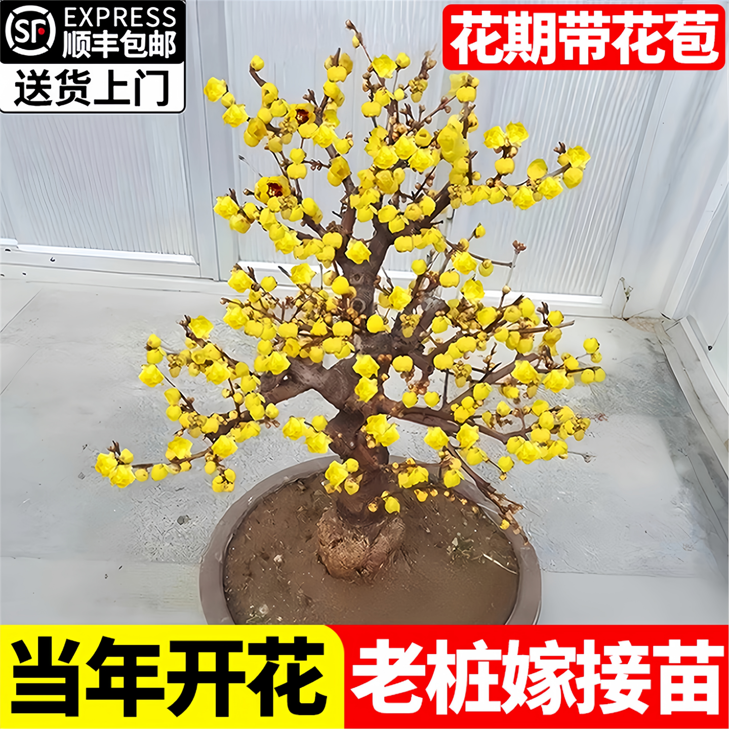 腊梅花树苗盆栽地栽庭院风景树