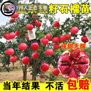 大石榴树树苗突尼斯软籽庭院果树盆栽矮化南方北方耐寒蒙阳红石榴